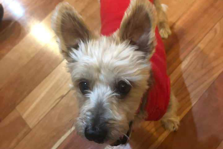 Have you seen Charlie? Senior dog missing after boat ride